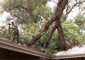 Natural Arbor Emergency Situations