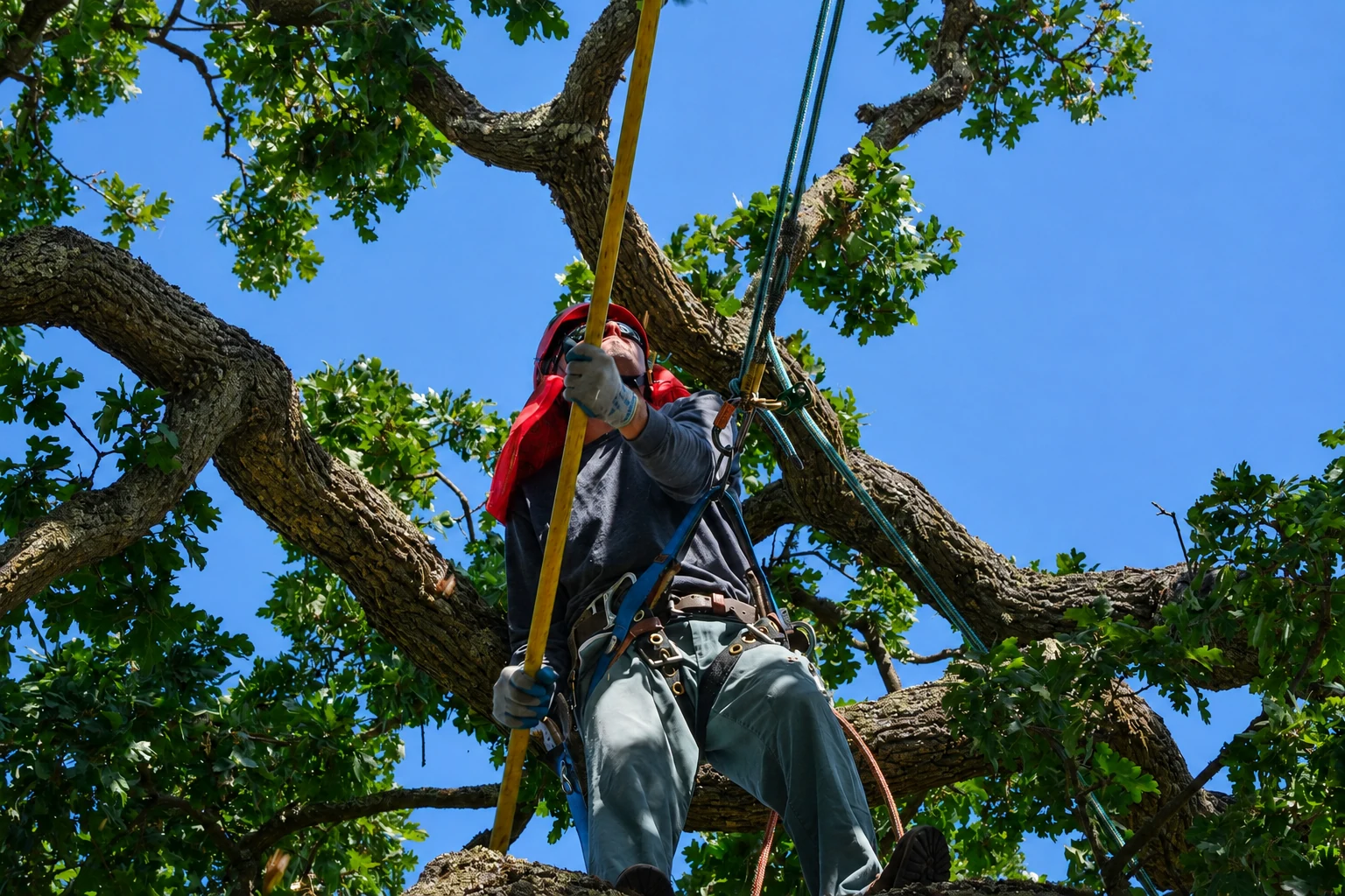 Natural Arbor Care climber pruning from within a tree canopy