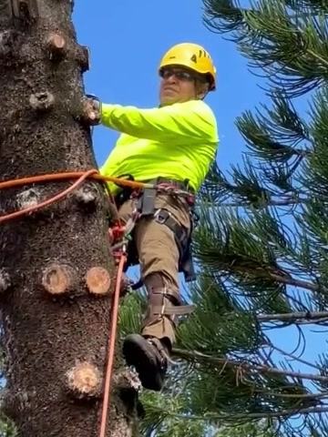 Jacinto Villasenor, Natural Arbor Care head climber, working in a tree.
