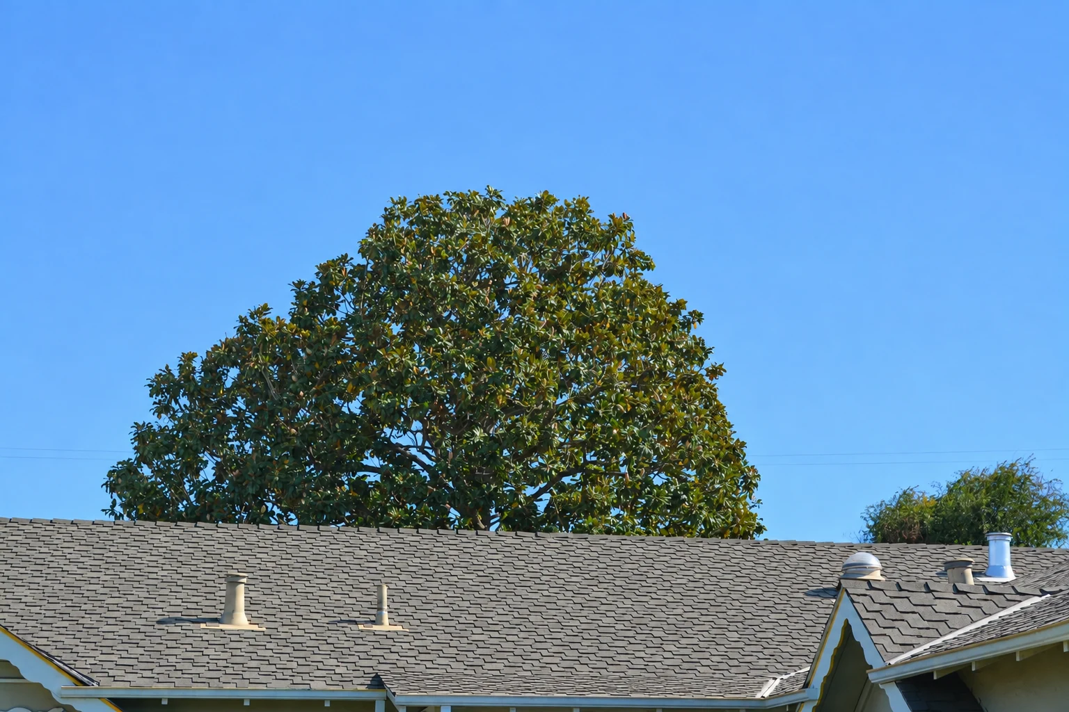 Tree canopy above the same house after pruning