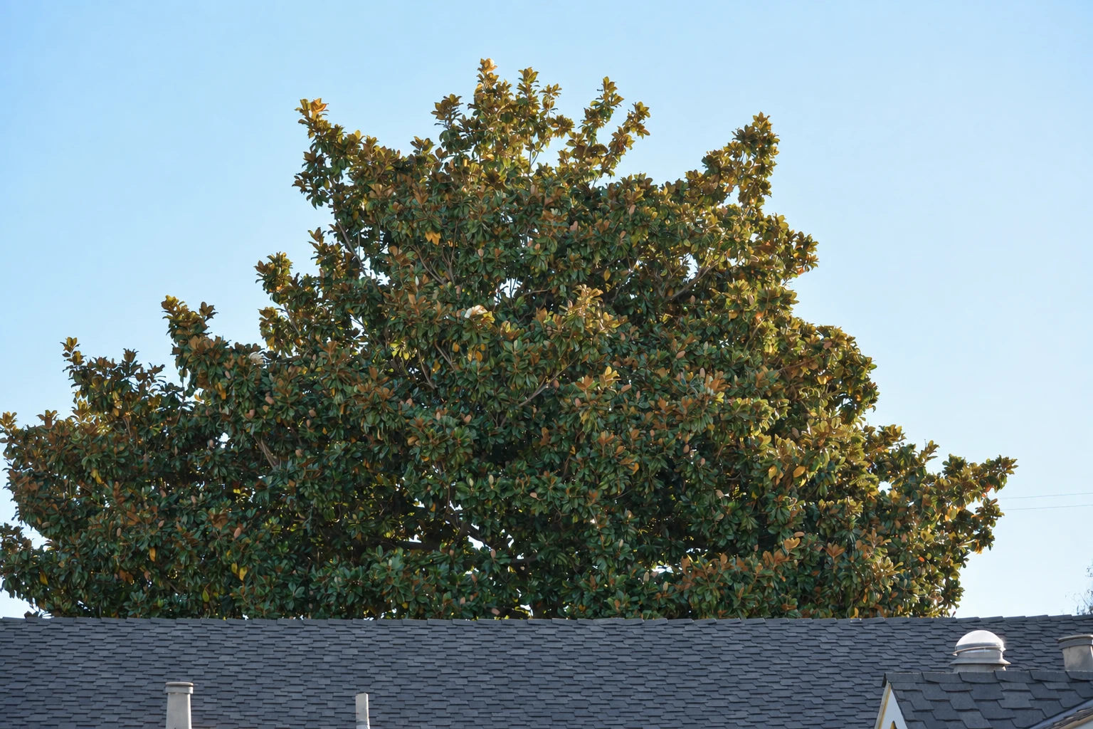Tree canopy above a house before pruning